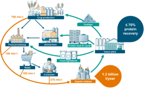 Insects in a circular economy