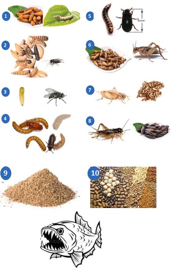 Insects used in Aquafeed