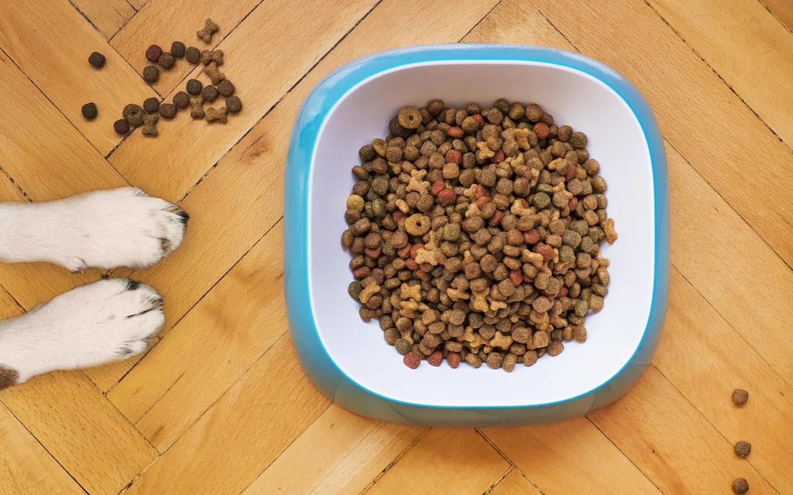 A dog's paws waiting beside a full bowl of kibble, seen from above