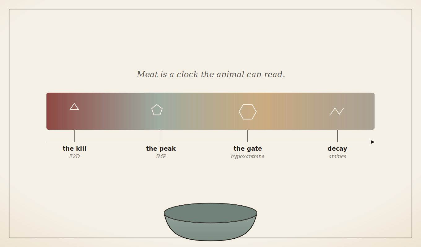 A freshness-clock timeline: the biochemical stages meat passes through after death, from the fresh-kill signal to spoilage.